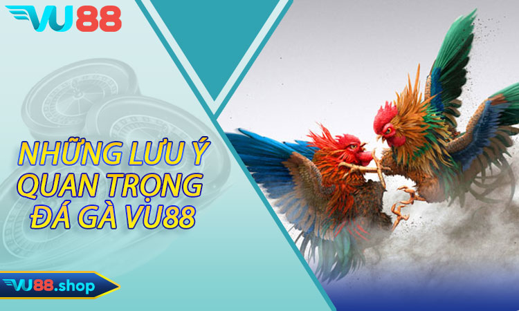 Những lưu ý quan trọng khi đá gà Vu88