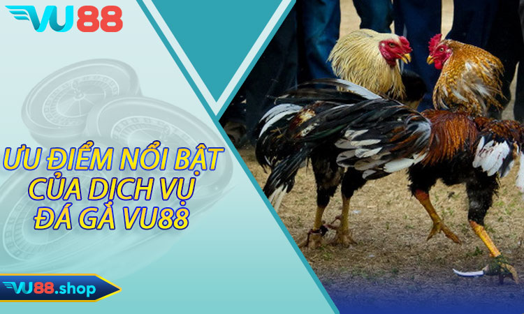 Ưu điểm nổi bật của dịch vụ đá gà Vu88